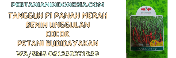 tangguh,f1,panah merah,tangguh f1,cap panah merah,pertanian indonesia,eastwestseed,ewindo
